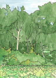 Nyona Lake Lily Pads