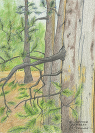 Lodge Poles, Yellowstone, Oct 2025