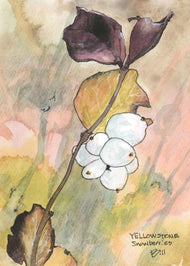 Snow Berries, Yellowstone, Oct 2025